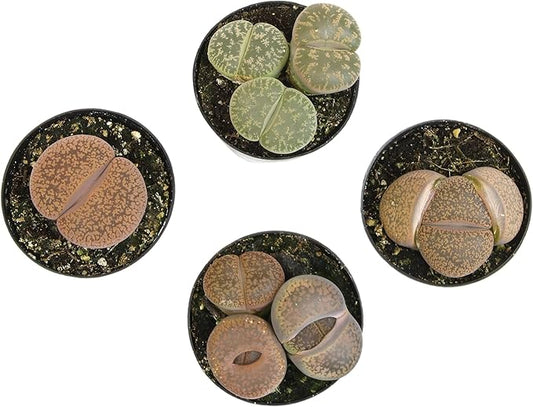 Altman Plants Giant Living Stones Succulents (4PK) XL Lithops Live Plants & Real Succulents, Pet Safe Plants & Live Succulent Plants, 2.5" Pots, Pet Friendly Plants, Live Plants in Succulent Soil Mix