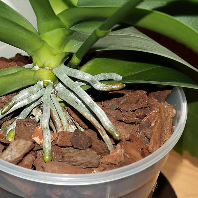 Potting Mix for Indoor Plants (Orchid Bark, 2.0, Quart)