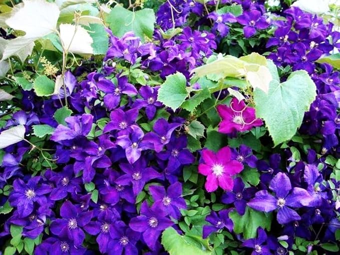 Mixed Clematis Seeds Flower Vine Perennial Flower 20 Pcs Seeds