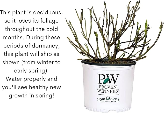 2 Gal Proven Winners Little Quick Fire Hydrangea, Rich Pink and Creamy White