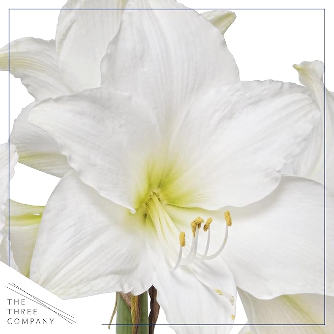 Waxed Amaryllis Bulb - Lime Green Wax, White Blooms - Easy Care - No Watering Needed! Beautiful Spring Décor