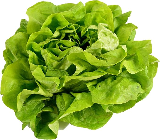 500 Buttercrunch Lettuce Seeds for Planting - Heirloom Non-GMO Vegetable Seeds for Planting - Hydroponics - Microgreens - AKA Butterhead Lettuce, Boston Lettuce, Bibb Lettuce Lactuca Sativa