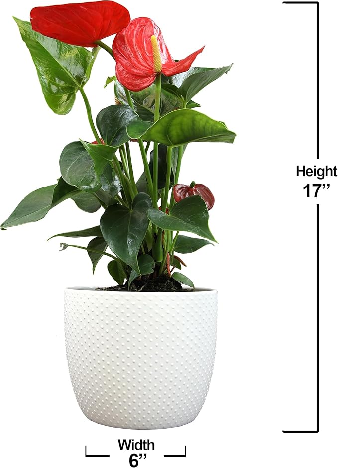 Red Anthurium Live Plant Decor 10-12" in Modern Planter, Plant Lover Gifts for Plant Lovers, Live Plants Indoor Plants Live Houseplants, Real Plants Indoor House Plants Easy Plants by Plants for Pets