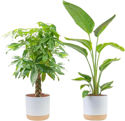 Costa Farms Live Plants (2-Pack), Money Tree and Bird of Paradise, Easy to Grow Large Indoor Outdoor Houseplants in 10-Inch Plant Pots, House Plant Gift, Office, Living Room, Home Decor