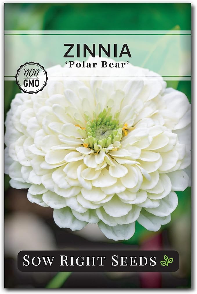 Sow Right Seeds - Zinnia Polar Bear Flower Seeds for Planting - Beautiful Flowers to Plant in Your Home Garden - Non-GMO Heirloom Packet - White Blooms Attract Pollinators - Cut and Come Again (1)