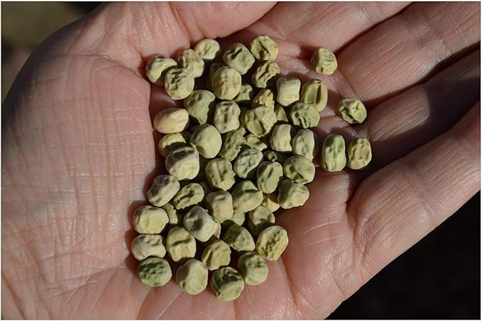 Peas Little Marvel Sweet Dwarf Bush Pea 50 Seeds (Pisum sativum) No GMO – Open Pollinated - Heirloom