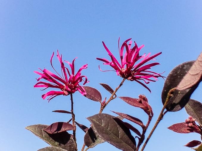 Zhuzhou LOROPETALUM - Size: 1 Gallon, Live Plant, Includes Special Blend Fertilizer & Planting Guide