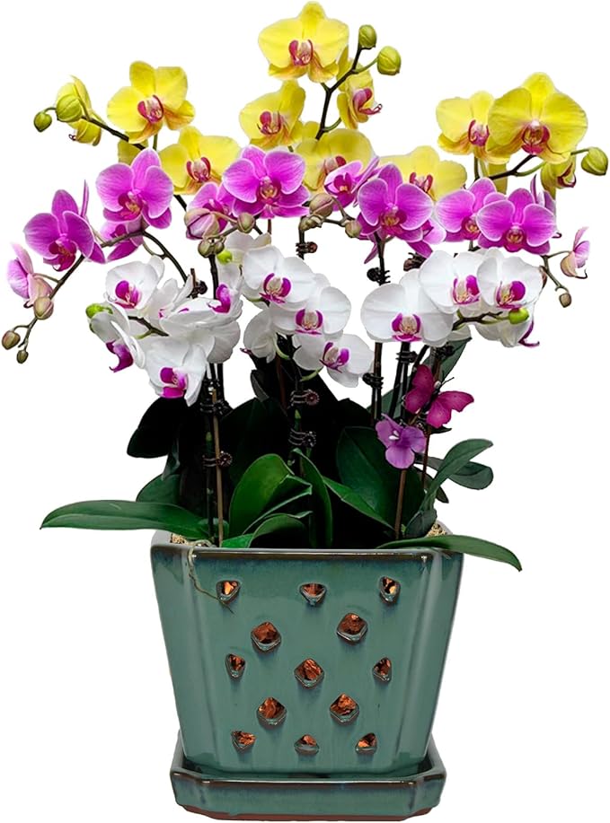 W&W Orchid Pot with Holes and Saucer for Repotting, Green, 7 Inches