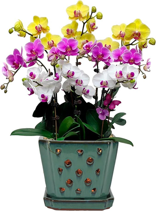 W&W Orchid Pot with Holes and Saucer for Repotting, Green, 7 Inches
