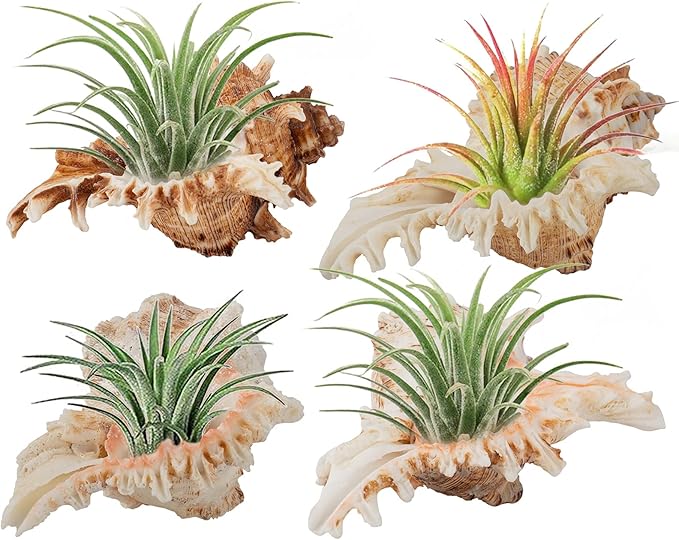 4 Pack Conch Sea Shell Air Plant Holders- 4-5 inches Natural Airplant Pot, Decorative Tillandsia Succulent Display Container for Gardening Gifts Home Table Decors Beach Theme Party, No Plants