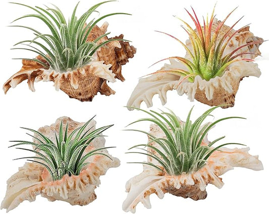 4 Pack Conch Sea Shell Air Plant Holders- 4-5 inches Natural Airplant Pot, Decorative Tillandsia Succulent Display Container for Gardening Gifts Home Table Decors Beach Theme Party, No Plants