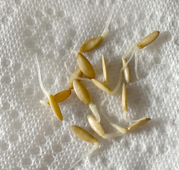 US Grown 30 Persian Beit Alpha a.k.a. Lebanese Cucumber Seeds Heirloom Non-GMO Burpless Sweet Non-Bitter and Acid Free, Crispy and Sweet, Fragrant and Delicious, Cucumis sativus, Grown in USA