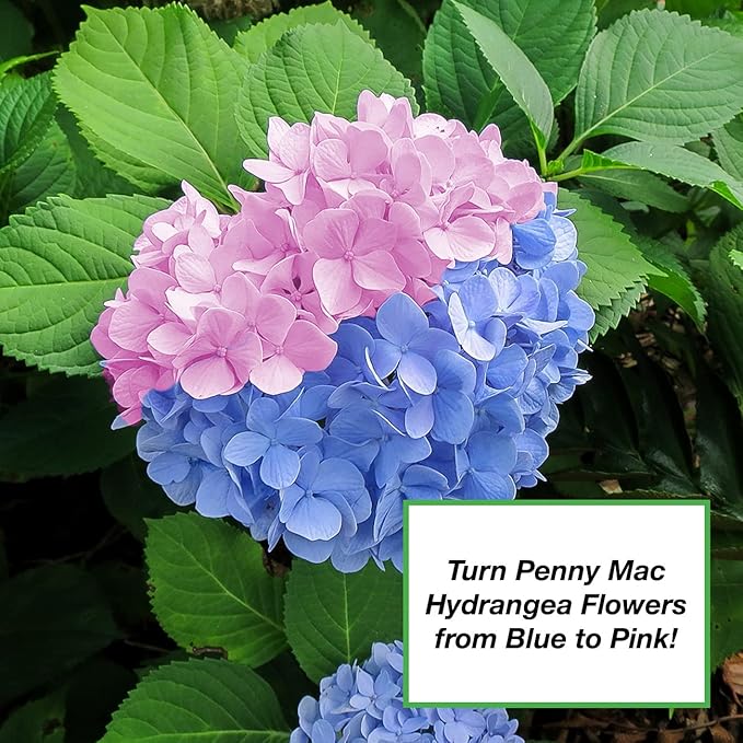 Perfect Plants Garden Lime Soil Amendment 2 qt. | Calcium Carbonate Rich for Horticultural Use | Garden, Lawn, & Potted Plants | Turns Acid Medium Basic (2 qt.)