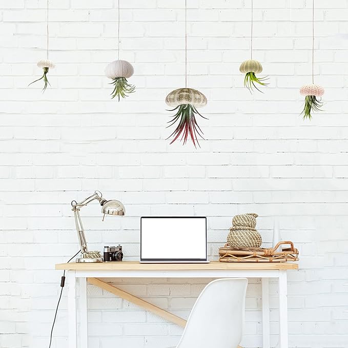 5 Pack Mini Sea Urchin Shell Air Plant Holders- 5 Styles Decorative Hanging Air Plant Pot, Tillandsia Succulent Display Container for Home Gardening Gifts Garden Beach Theme Party Decors, No Plants