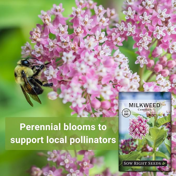 Sow Right Seeds - Common Milkweed Seeds for Planting - Attract Monarch Butterflies to Your Garden - Non-GMO Heirloom Seed Packet with Full Instructions to Plant - Perennial Plant for Pollinators (2)