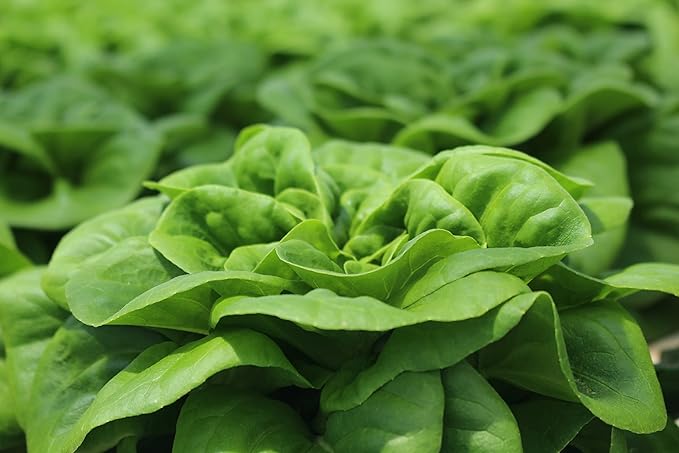 500 Buttercrunch Lettuce Seeds for Planting - Heirloom Non-GMO Vegetable Seeds for Planting - Hydroponics - Microgreens - AKA Butterhead Lettuce, Boston Lettuce, Bibb Lettuce Lactuca Sativa