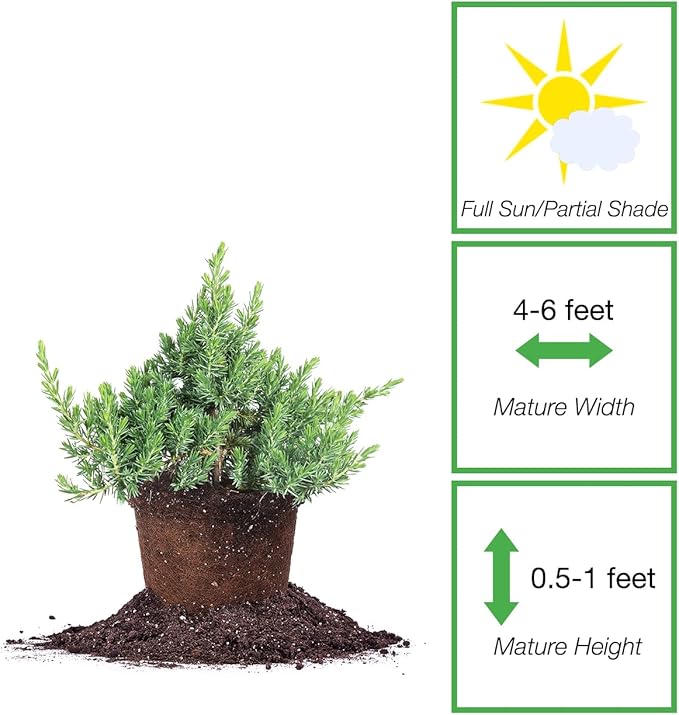 Perfect Plants Blue Pacific Juniper Shrub 1 Gallon | Real Live Outdoor Plant | Exotic Groundcover Perennial | Evergreen Foliage All Year Long