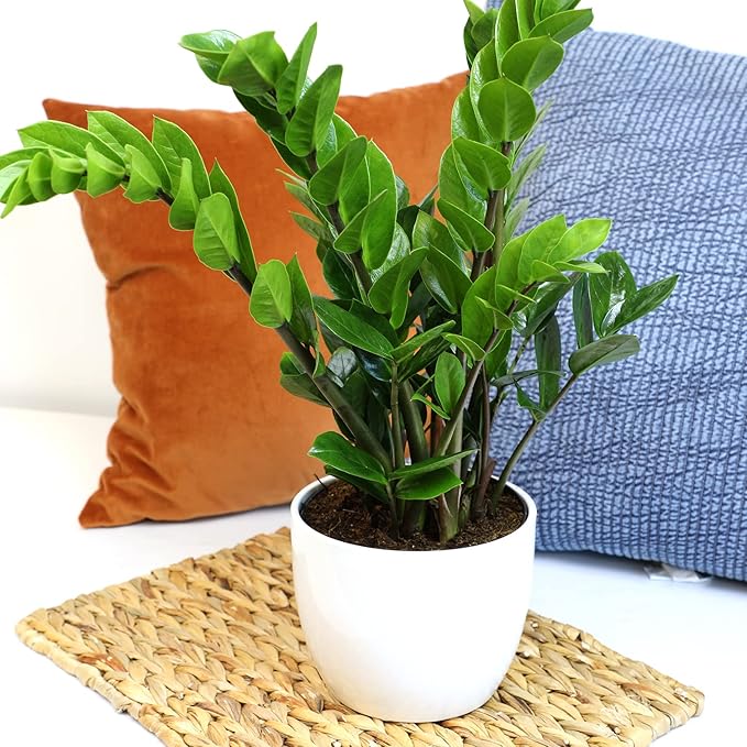 6" ZZ Plant Zamioculcas Zamiifolia, ZZ Plants Live House Plants Indoors Live House Plants Indoors, Indoor Plants Live, Real Live Plants Indoor Plants Live Houseplants Live Indoor by Plants for Pets