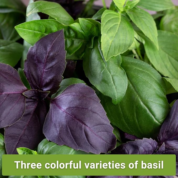 Sow Right Seeds - Basil Seed Collection for Planting - Non-GMO Heirloom Varieties for Indoor & Outdoor Gardens - Genovese, Thai & Opal - Great for Hydroponics Growing - Ideal Gardening Gift