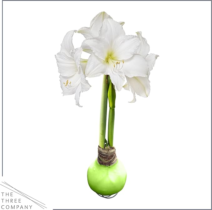 Waxed Amaryllis Bulb - Lime Green Wax, White Blooms - Easy Care - No Watering Needed! Beautiful Spring Décor