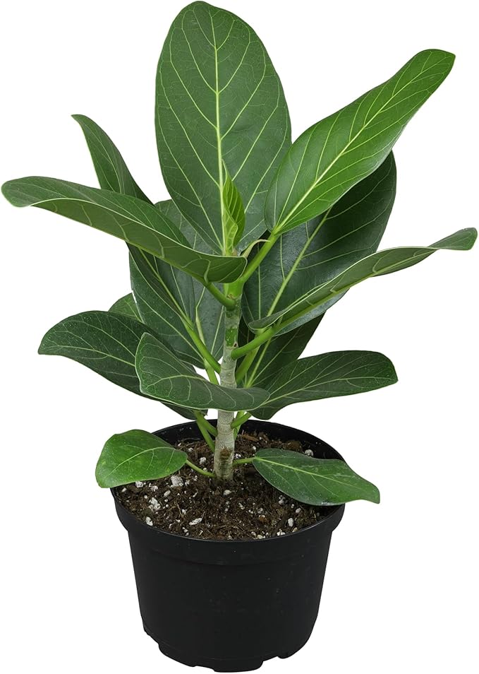 Audrey Ficus Tree Live Plant (Approx. 16" Tall) in 6 Inch Pot, Air Purifying Plant, Easy Plant Decor, Ficus Audrey Plant Live Indoor Plant, House Plant, Desk Plant & Office Plant by Plants for Pets