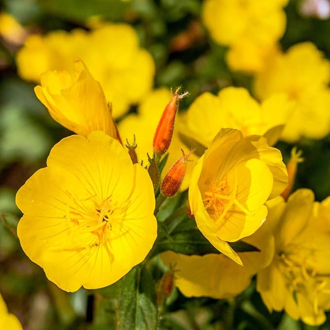 Outsidepride 1/4 lb. Annual Oenothera Lamarckiana Evening Primrose Wild Flower Seeds for Planting
