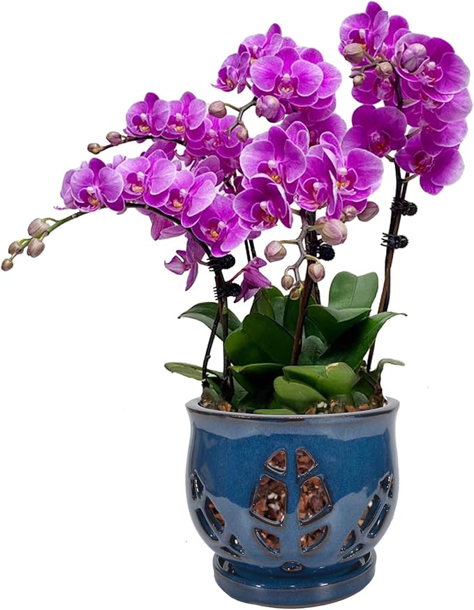 W&W Orchid Pot with Holes and Saucer for Repotting, Blue, 6.5 Inches