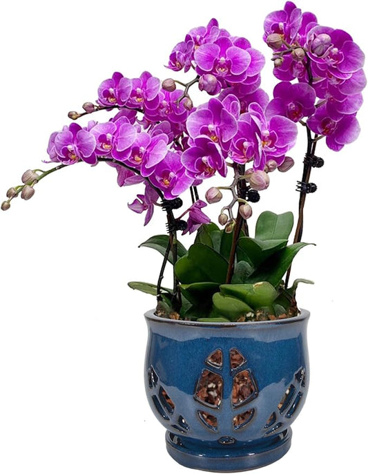 W&W Orchid Pot with Holes and Saucer for Repotting, Blue, 6.5 Inches