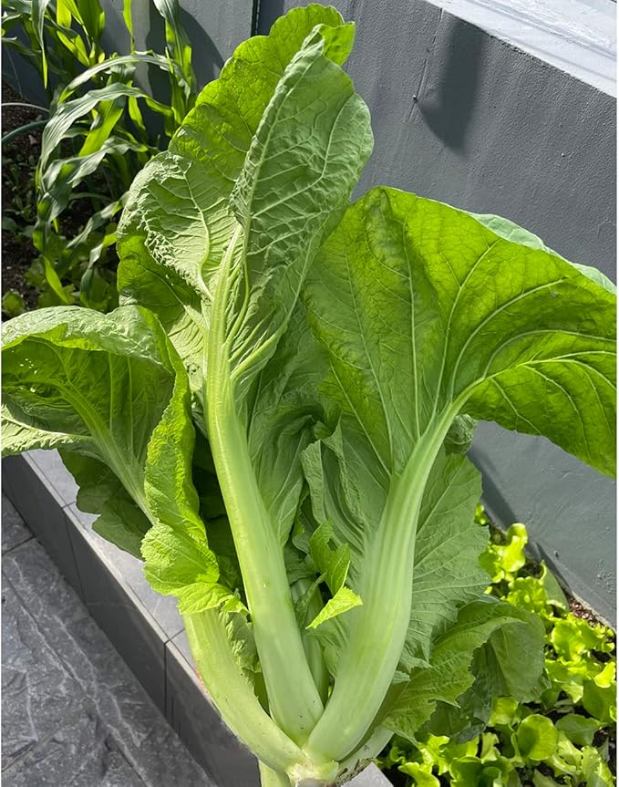 4000+ Florida Broadleaf Mustard Seeds for Planting Vegetable Seeds for Green Leaf Non-GMO Heirloom Garden Seed Small GAI Choi Cải bẹ xanh