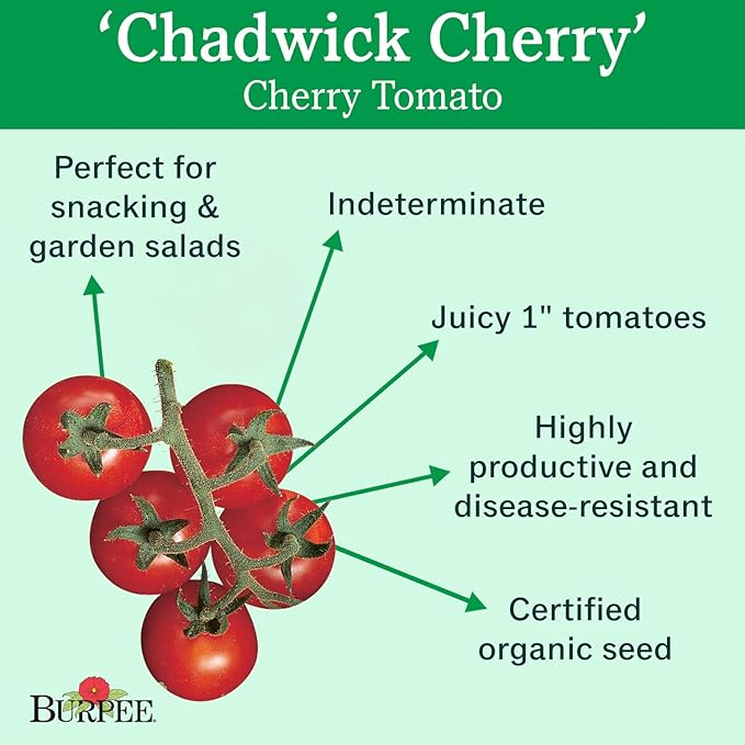 Burpee 'Chadwick Cherry' Organic, Red Cherry Tomato, 75 Non-GMO Seeds