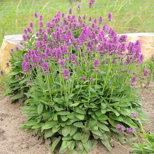 Outsidepride 100 Seeds Perennial Stachys Macrantha Lamb's Ear Flower Seeds for Planting