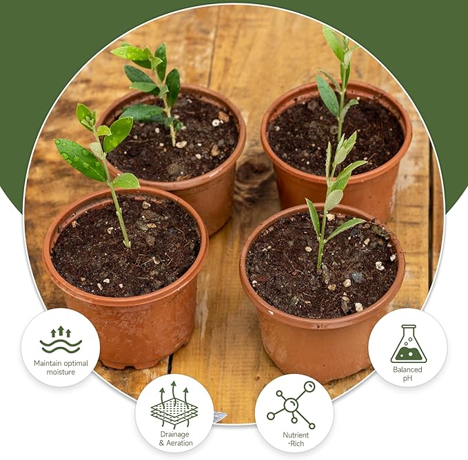 Premium Olive Tree Potting Mix 4qt, Uesed for The Propagation of Olive Trees by Cuttings or Seeds, Suitable for Planting, Repotting, and Growing Houseplant