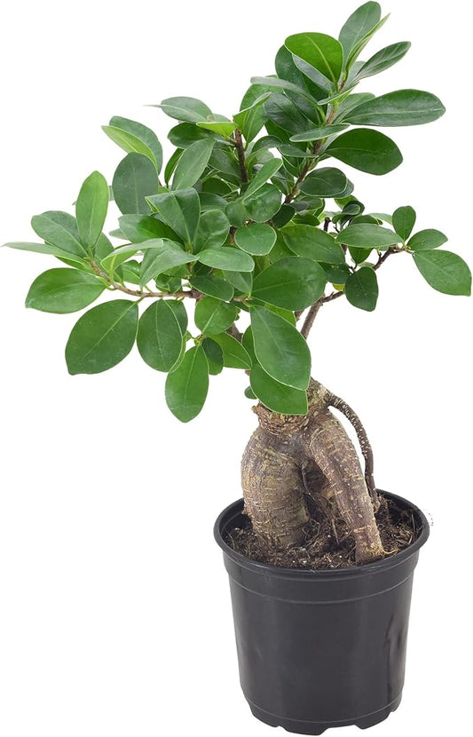 Arcadia Garden Products LV61 Ginseng Ficus Live Indoor Bonsai Plant in 4 in. Plastic Grower Pot, Green, **Sold by Amazon and Arcadia Garden Products**