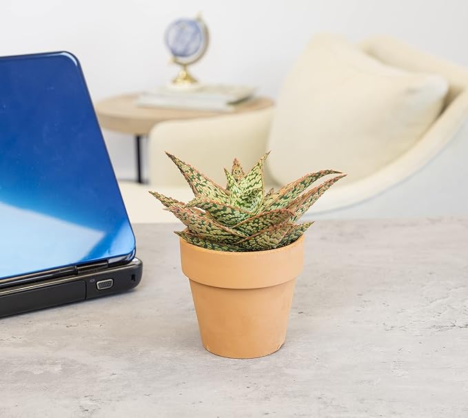 Live Aloe Plant Succulents, Star Aloe Plants Live in Clay Pots for Plants, Succulents Plants Live in Potting Soil, Potted Succulents Live Plants, Cactus Plants Live Succulent Plants by Plants for Pets