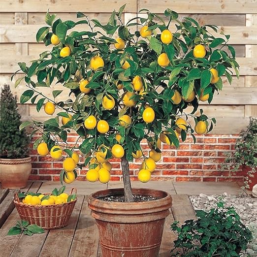 Organic Liquid Kelp Fertilizer - 1 Quart [32 oz] - Organic Plant Superfood for Gardening - Concentrated Kelp & Seaweed Extract for Gardens, Lawns, Plants & Soil