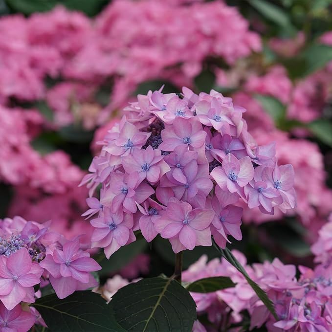 2 Gallon Proven Winners Hydrangea Let's Dance Can Do Shrub