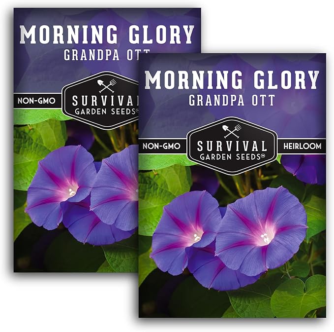 Survival Garden Seeds - Grandpa OTT Morning Glory Seed for Planting - 2 Packs with Instructions to Plant and Grow Ipomoea Purpurea in Your Home Vegetable Garden - Non-GMO Heirloom Variety