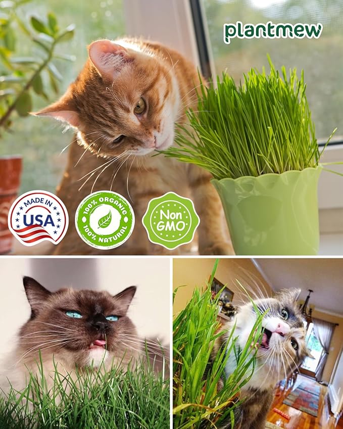 1 Pound Non-GMO Organic Wheat Cat Grass Seeds - Individual Packets for Easy Planting and Storage - Heirloom Oat Barley Blend for Indoor Cats