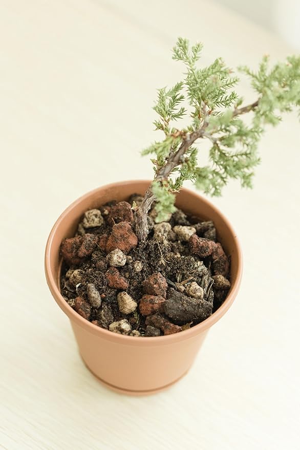 Bonsai Soil Mix, Ready to Use - Bonsai Potting Soil - Great Drainage, Soil - Soil Can Also Be Used for Succulent, Cactus, Money Tree - Akadama Soil - Pumice for Plants