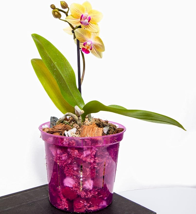 rePotme 3 inch Orchid Pot 3 Pack - Slotted Orchid Pots with Holes for Repotting (Crystal Clear)