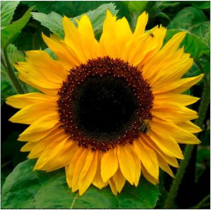 Seed Needs, Yellow Pygmy Sunflower Seeds - 100 Heirloom Seeds for Planting Helianthus annuus - Dwarf Flowering Plants to Attract Butterflies & Bees, Excellent Cut Flowers (1 Pack)
