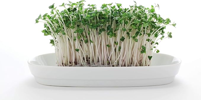 Nature Jims Sprouts Broccoli Sprout Seeds - Certified Organic Broccoli Sprouting Seeds for Indoor/Outdoor Use - Rich in Sulforaphane Healthy, Nutritious Broccoli Seeds Sprout in 5 Days - 8oz