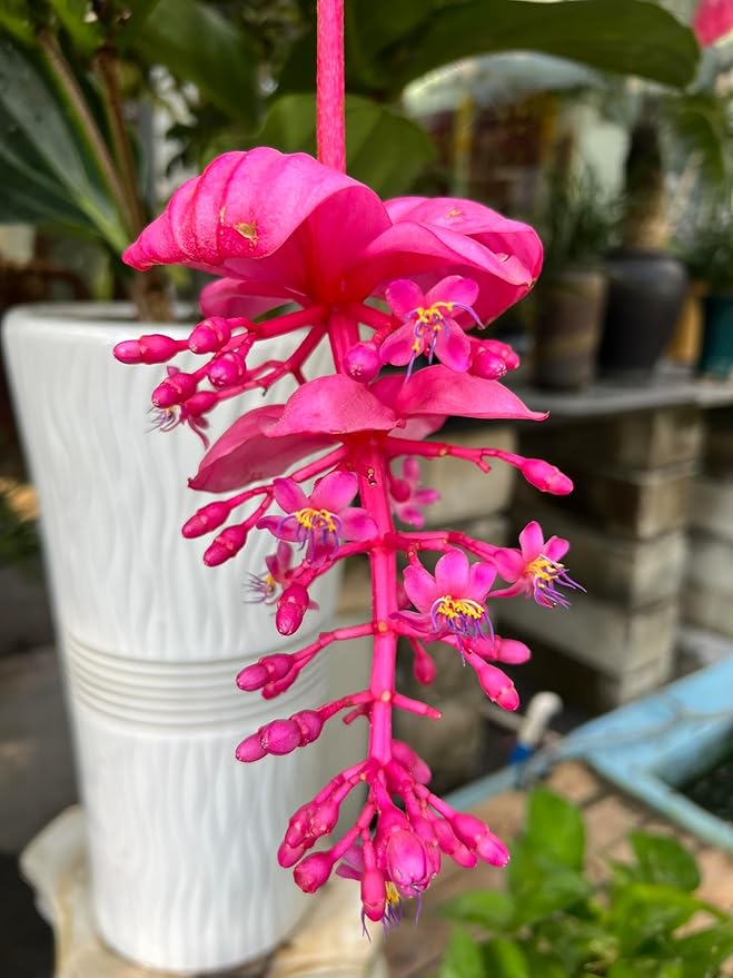 Water Storing Crystal Soil Additive Commercial Grade (20)