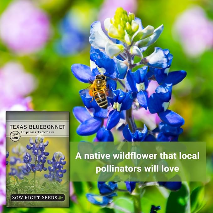Sow Right Seeds - Texas Bluebonnet Seeds to Plant - Non-GMO Heirloom Seeds -Full Instructions for Planting - Beautiful Perennial Blue Blooms -Sweet Addition to Your Yard (2)