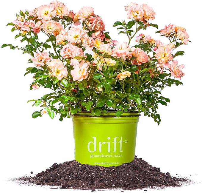 Peach Drift® Rose - Size: 1 Gallon, Live Plant, Includes Special Blend Plant Food & Planting Guide