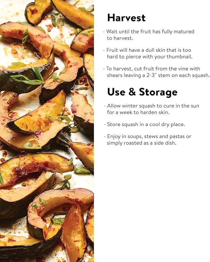 Burpee Vegetable Spaghetti Winter Squash Seeds 75 seeds