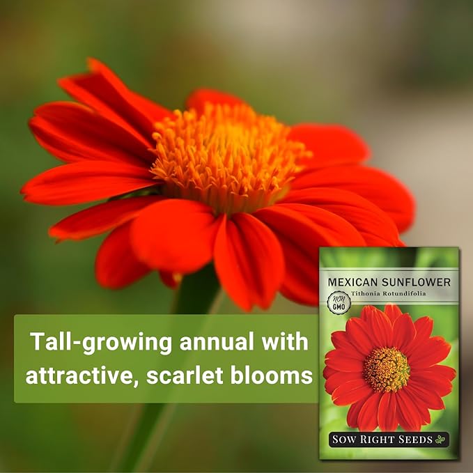 Sow Right Seeds - Mexican Sunflower Seeds for Planting - Non-GMO Heirloom Packet with Instructions for Growing - Bright Orange Blooms, Super Tall Stalks - Enjoys Outdoors or Indoors as Cut Flower (4)