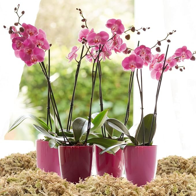 Legigo 3.3LBS Premium Sphagnum Moss for Plants- 60QT Natural Succulent Carnivorous Plant Moss Dried, Long Fiber Orchid Moss for Orchid Repotting Succulent Sarracenia Potted Plants Gardening & Reptiles