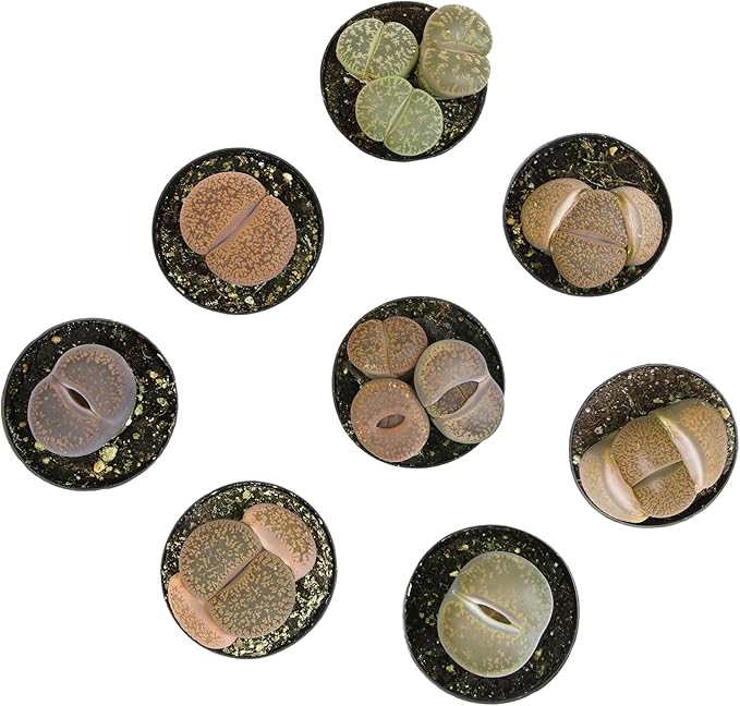 Altman Plants XL Giant Living Stones Succulents (8PK) Lithops Live Plants & Real Succulents, Pet Safe Plants & Live Succulent Plants, Pet Friendly Plants, Live Plants in 2.5" Pots with Succulent Soil