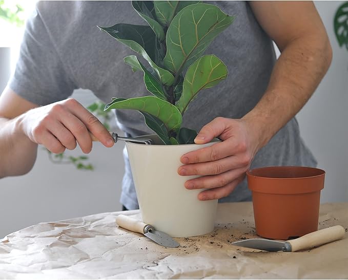 Premium Fiddle Leaf Fig Tree Soil (8 Quarts) - Expert Formula for Vibrant Growth - Nutrient-Rich Potting Mix, Specifically Designed for Healthy Indoor, Outdoor, and Potted Fiddle Fig Plants